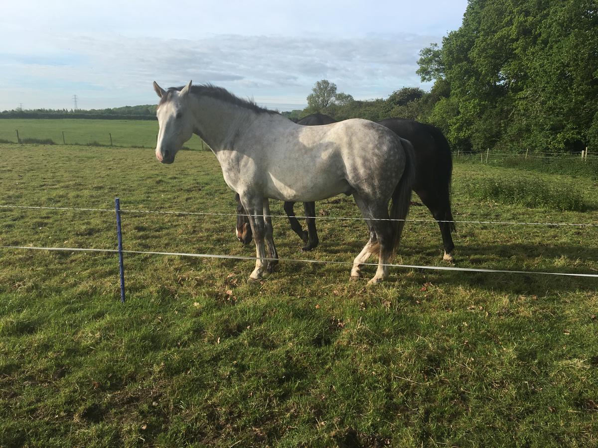 Bridleway Bed & Breakfast Hackthorn Exterior foto
